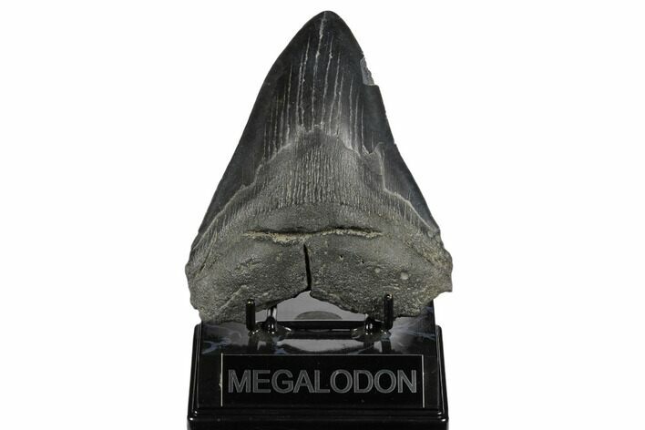Bargain, Fossil Megalodon Tooth - South Carolina #180942
